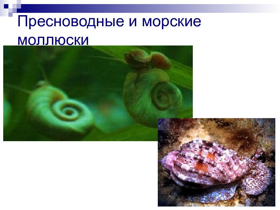 Пресноводные и морские моллюски