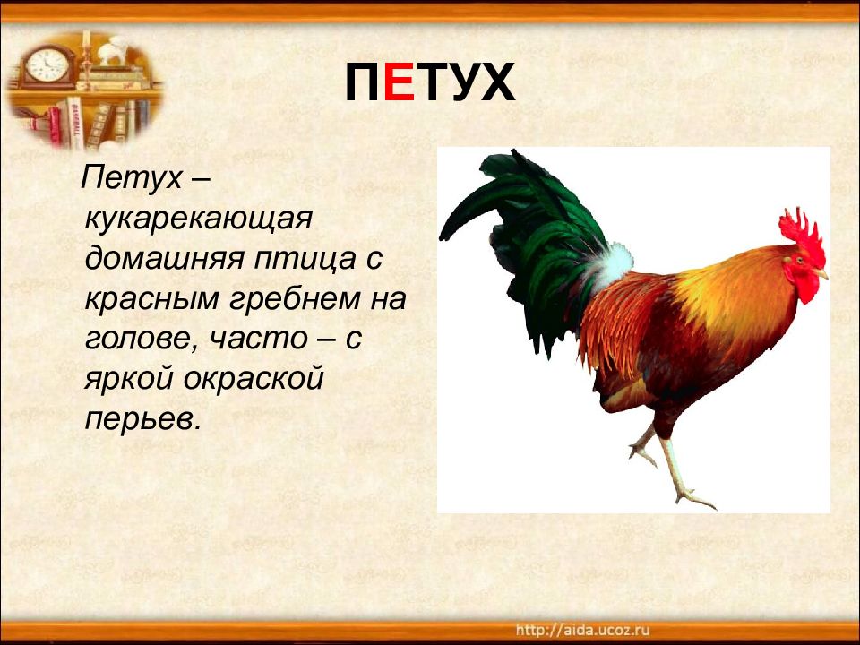 Петух 1 6. Сообщение о петухе. Домашние птицы петух. Предложение про петухов. Предложение про петуха.