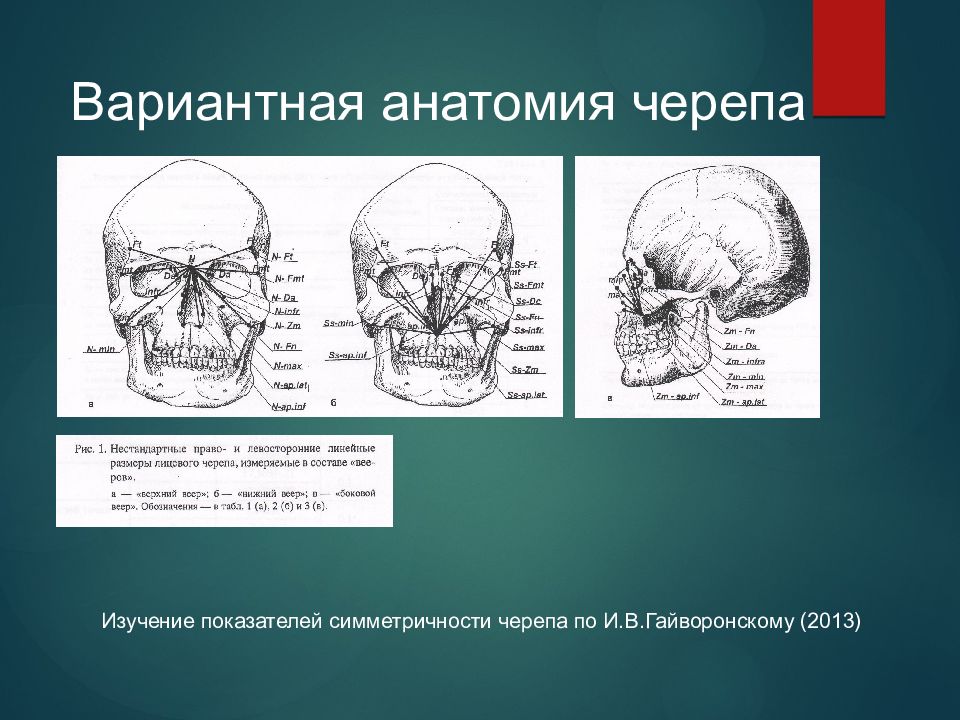 Развитие мозгового и лицевого черепа. Краниология анатомия черепа. Вариантная анатомия черепа. Онтогенез черепа.