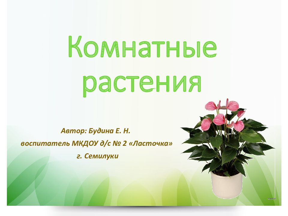 Комнатные растения