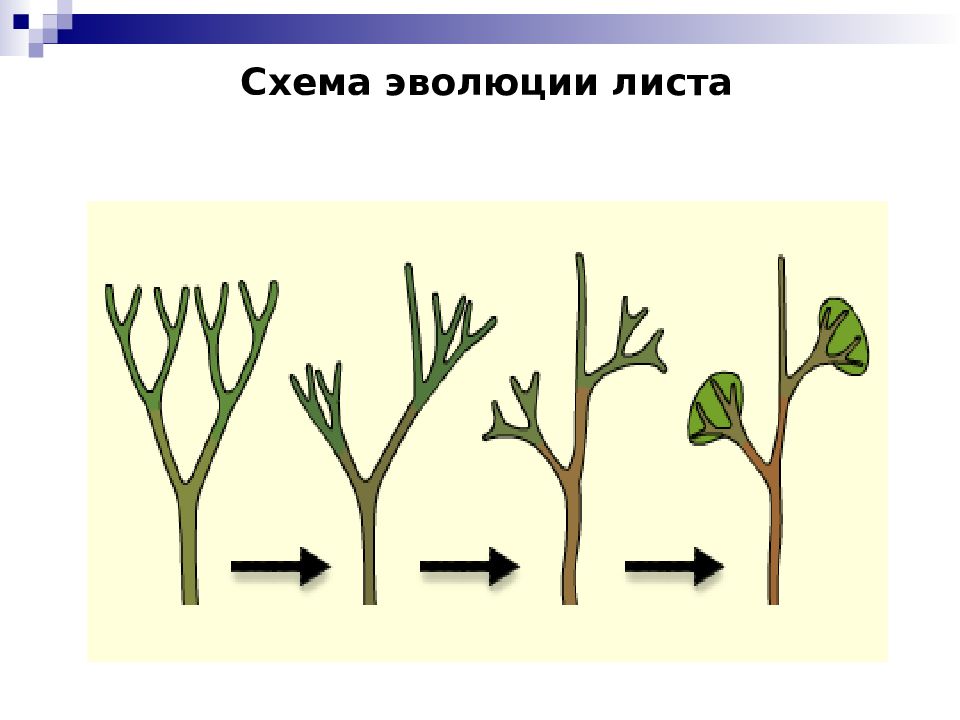 Развитие листьев. Микрофильная Эволюция листа. Макрофильная линия эволюции листа. Схема эволюции листа. Листья теломного происхождения.