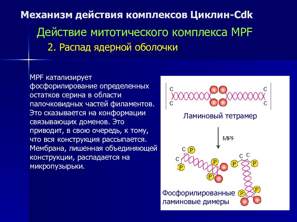 Клеточный цикл и его регуляция. Инактивации комплекса циклин s- CDK. Дезинтеграция ядерной оболочки. Клеточный цикл циклин. Циклин.