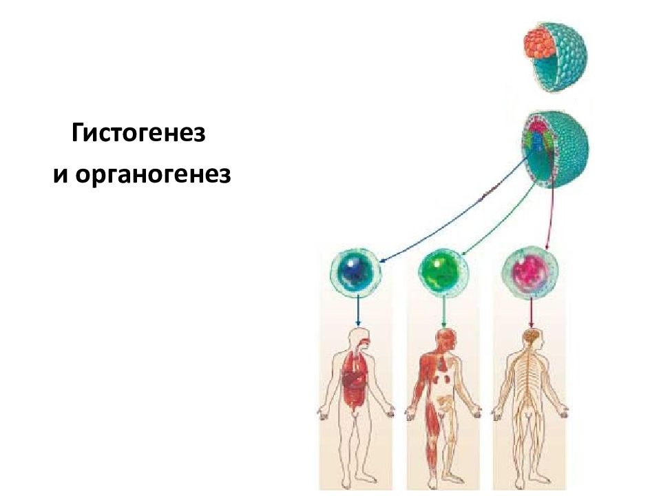 Гистогенез и органогенез рисунок