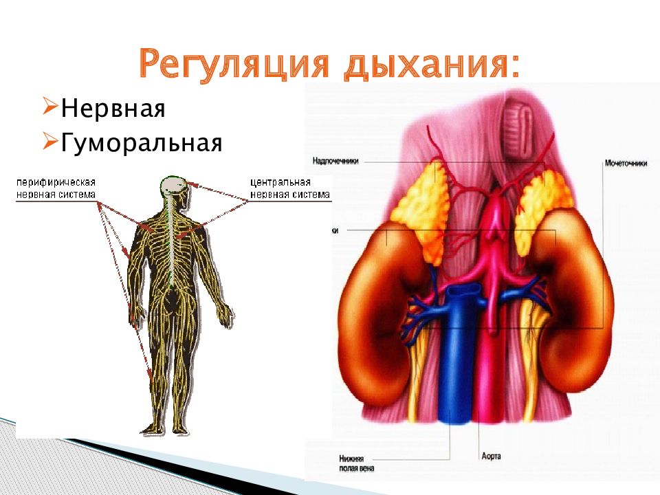 Нервная регуляция дыхания. Центральные нервные механизмы регуляции дыхания. Система дыхания нервная гуморальная регуляция. Дыхательный нерв.