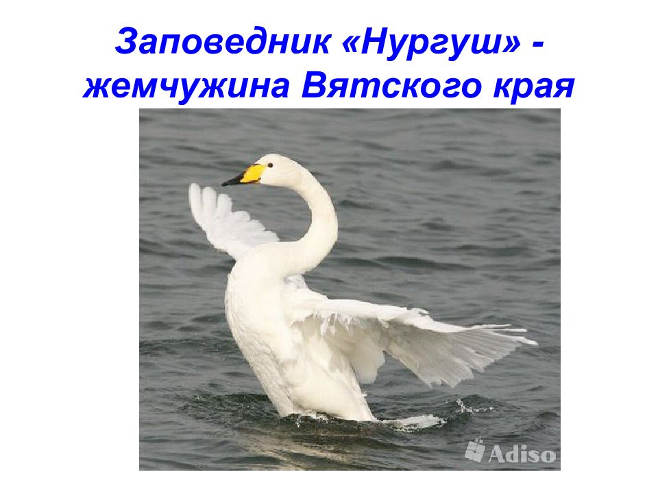 Заповедник « Нургуш » - жемчужина Вятского края