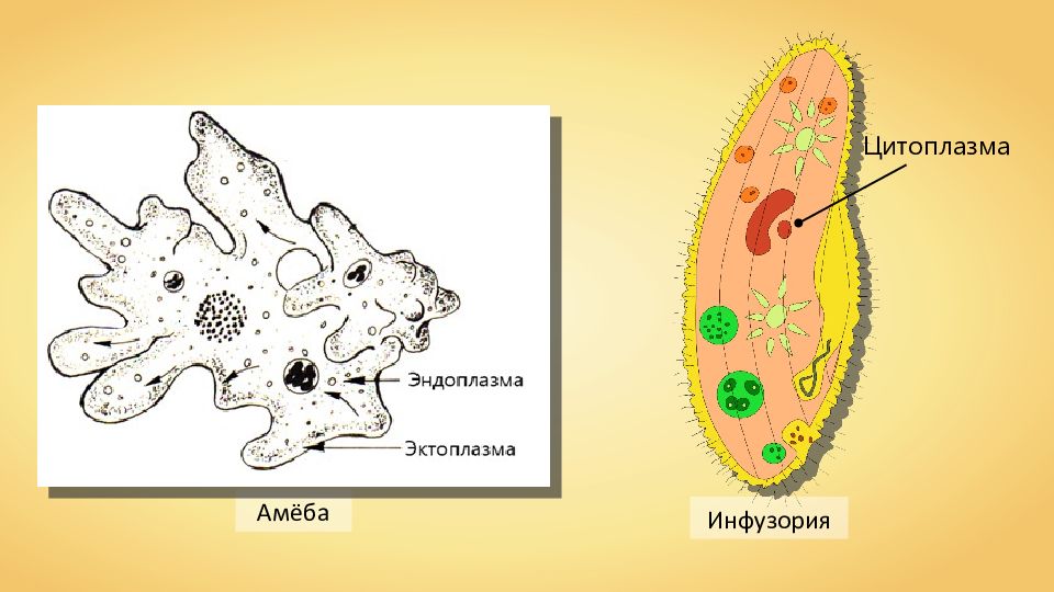 Амеба инфузория. Эндоплазма у амёбы. Функция эктоплазмы у амебы. Наружная часть цитоплазмы у амебы. Функция эндоплазмы у амебы.