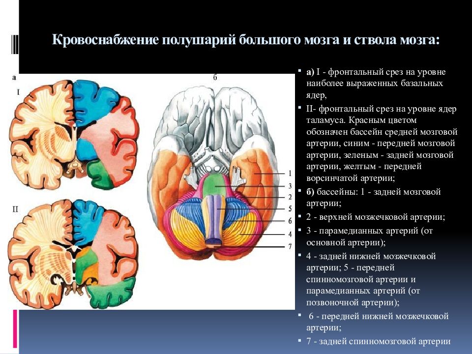 Кровоснабжение головного мозга презентация