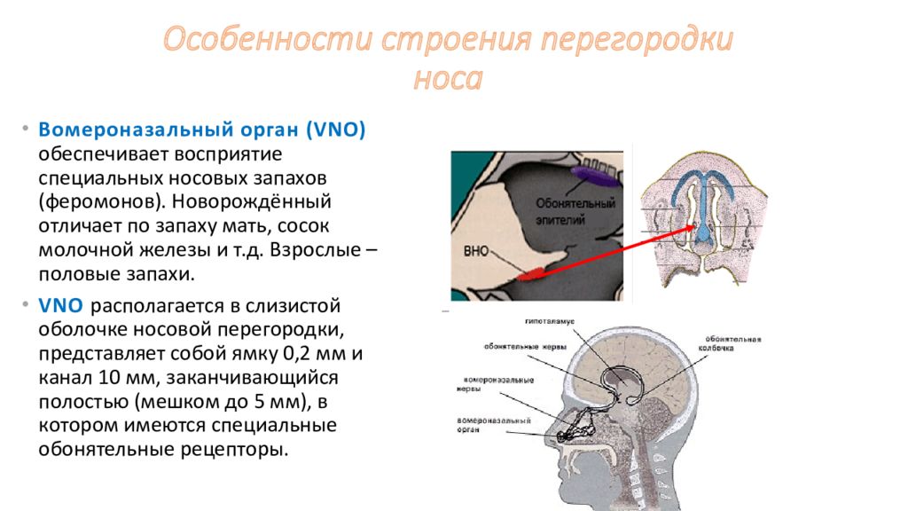 Полость связывать. Вомероназальный (Якобсонов) орган. Вомероназальный орган анатомия. Вомероназальный орган гистология. Вомероназальный орган феромоны.