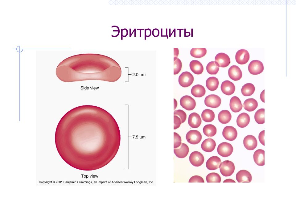 Картинки клетки крови человека