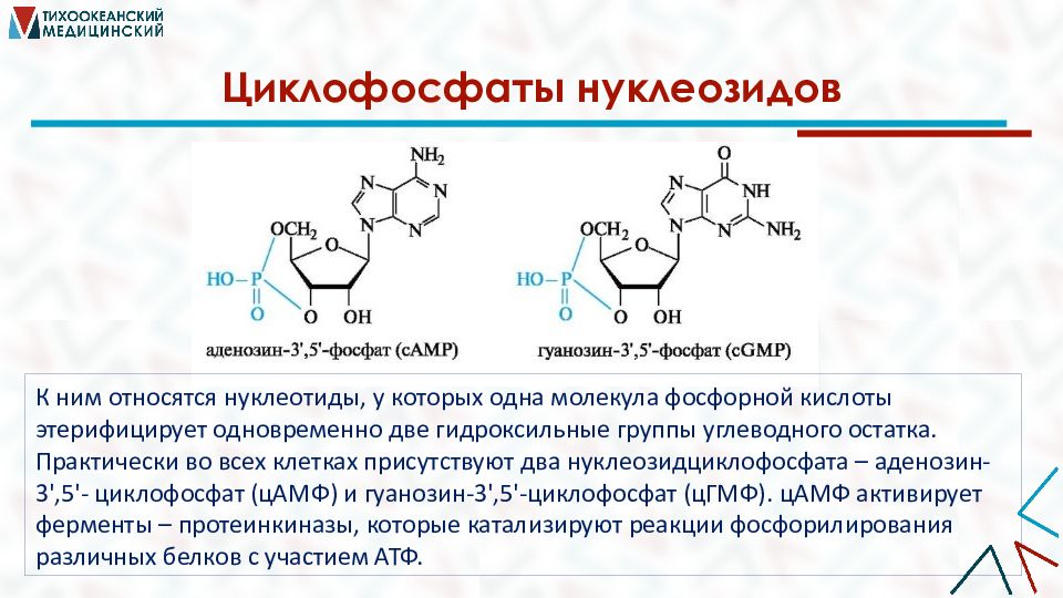 Нуклеиновые кислоты фосфор. Биологически активные гетероциклические соединения. Циклофосфаты нуклеозидов. Нуклеиновые кислоты реакции. Гетероциклические нуклеиновые кислоты.