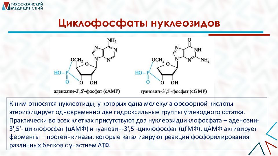 Углеводы в составе нуклеиновых кислот. Биологически активные гетероциклические соединения. Циклофосфаты нуклеозидов. Нуклеиновые кислоты реакции. Гетероциклические нуклеиновые кислоты.