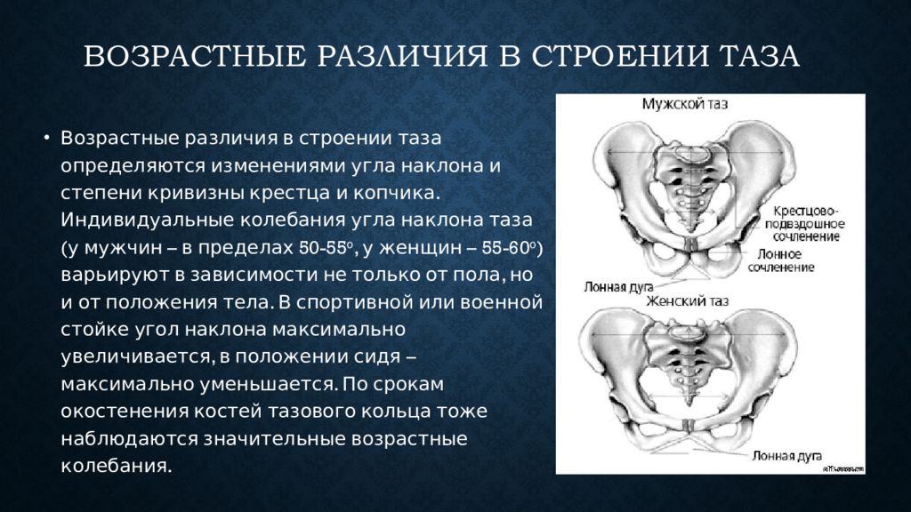 Особенности таза женщины. Возрастные изменения костного таза. Возрастные особенности таза анатомия.