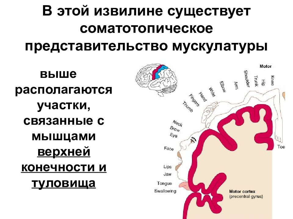 Двигательная сфера. Соматотопическое представительство. Соматотопическое распределение. Соматотопические зоны. Соматотопический принцип.