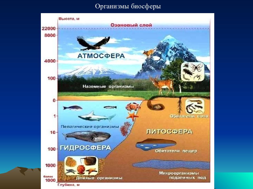 Состав географической оболочки 6 класс рисунок