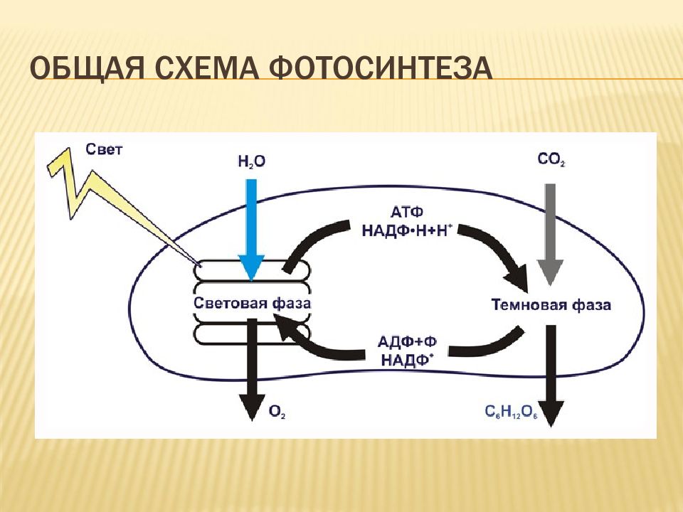 Фотосинтез биохимия презентация