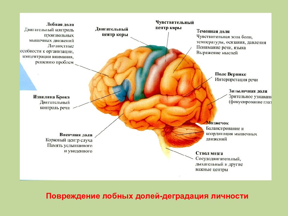 Лобные доли головного мозга презентация