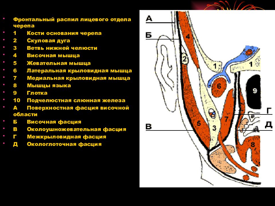 Клетчаточные пространства головы рисунок