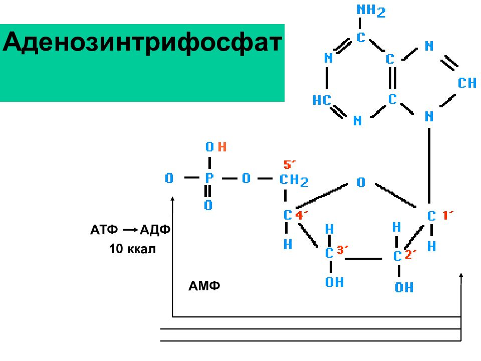 Атф т4. Цикл АТФ-АДФ. Аденозинтрифосфат. Молекула АТФ. Аденозин 5 фосфат.