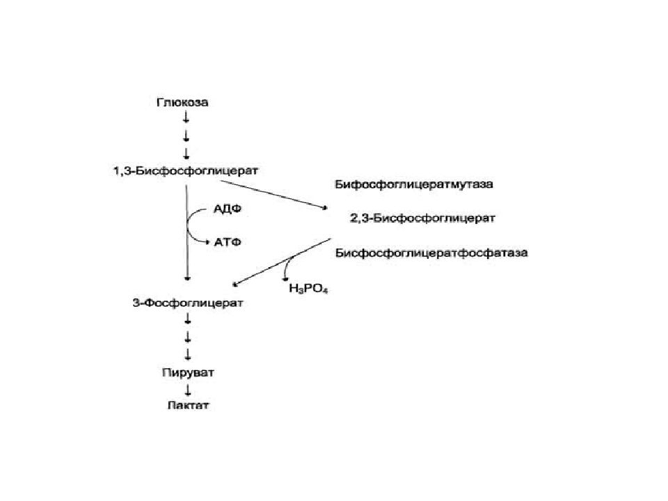 Биохимия эритроцитов. Бисфосфоглицерат. 1 3 Бисфосфоглицерат. Синтез 2,3-бисфосфоглицерата в эритроцитах. 2 3 Бисфосфоглицкрат в эритроцитах.