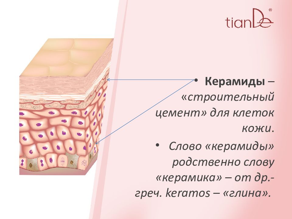 Кожа содержит. Текст на коже. Слово кожа. Керамиды защищает. Островские Керамиды.