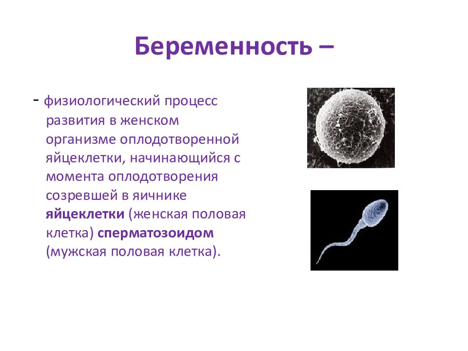 Яйцеклетки сохраняют способность к оплодотворению. Продолжительность жизни сперматозоидов. Физиологическая беременность. Яйцеклетка.