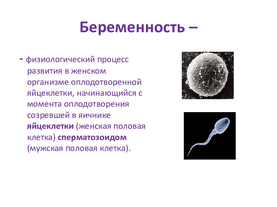 Сколько дней живут спермики в организме женщины. Продолжительность жизни сперматозоидов. Средняя Продолжительность жизни сперматозоидов:. Яйцеклетка.