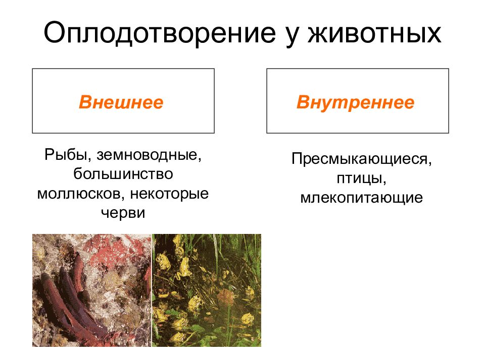 Оплодотворение у большинства земноводных наружное. Наружное оплодотворение. Наружное и внутреннее оплодотворение. Оплодотворение у животных. Внешнее и внутреннее оплодотворение.