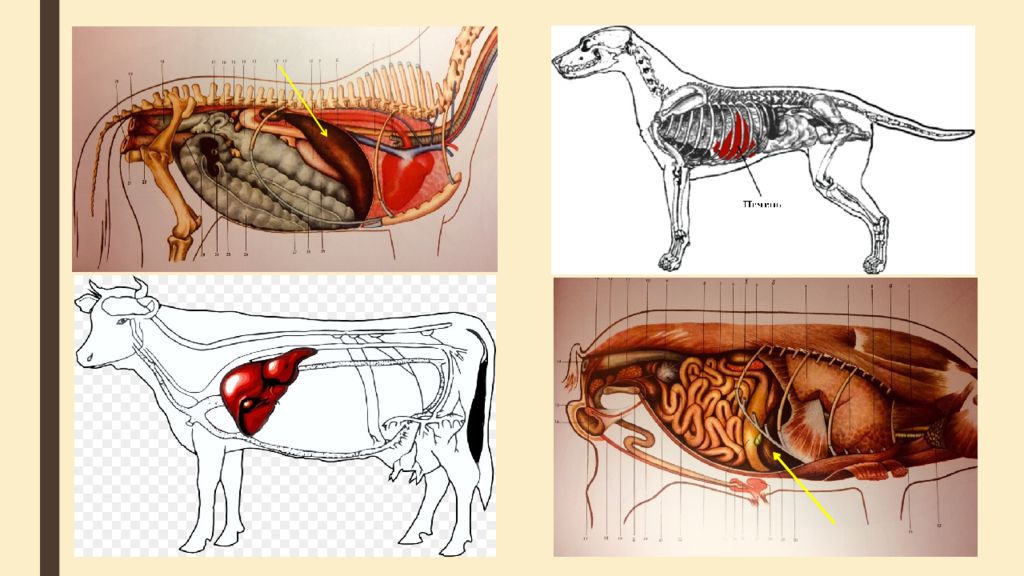 У каких животных печень. Топография печени коровы. Расположение печени у животных. Анатомическое строение печени животных.