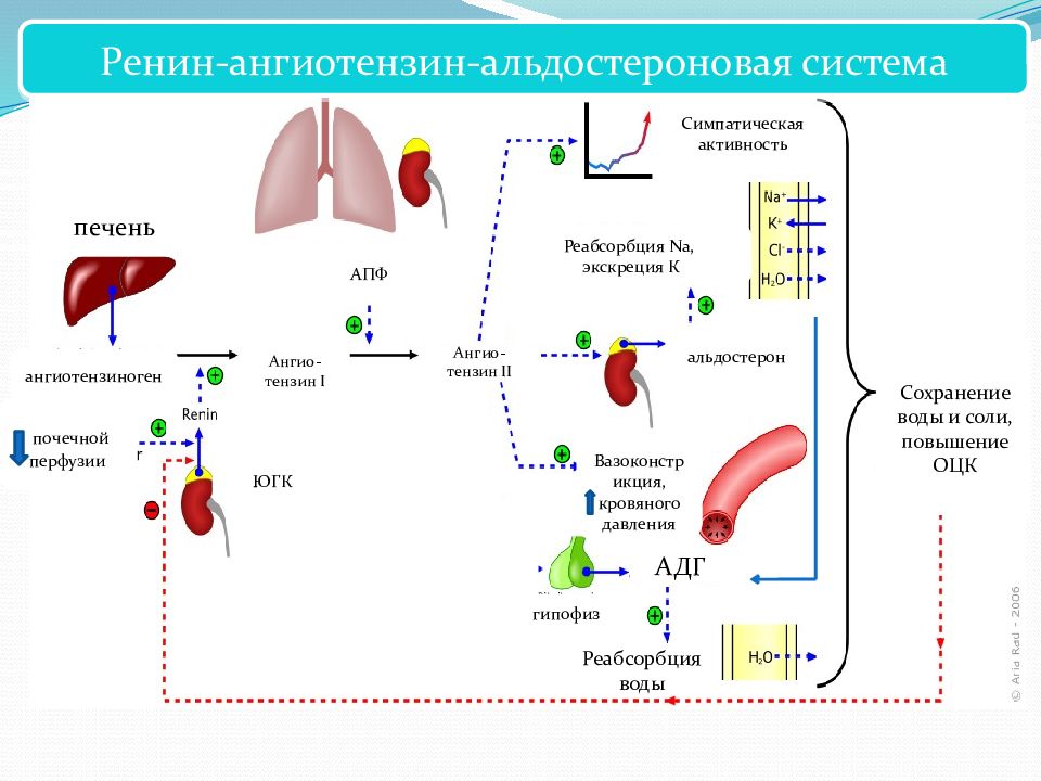 Ренин ангиотензин альдостероновая система презентация