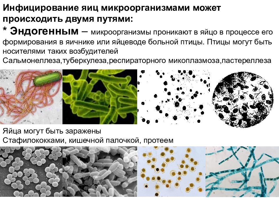 Процессы микроорганизмов. Яйца и микроорганизмы. Микробиология яиц. Микрофлора яйцепродуктов. Микрофлора яиц.