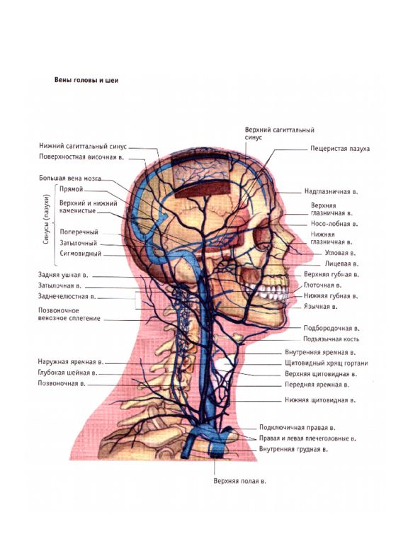Сосуды головы и шеи схема