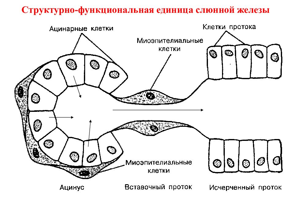 Структурно функциональная организация клеток. Структурно-функциональная единица желудка. Структурно-функциональная единица кости. Структурная функциональная единица легкого. Структурно функциональная единица молочной железы.