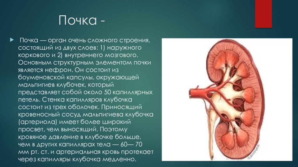 Доклад на тему почки. Слои почки человека. Почки из чего состоит анатомия. Строение почки кратко. Корковый слой почки строение.