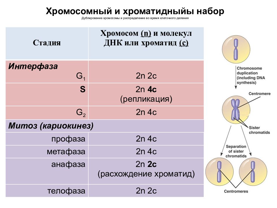 Схема мейоза с количеством хромосом и днк