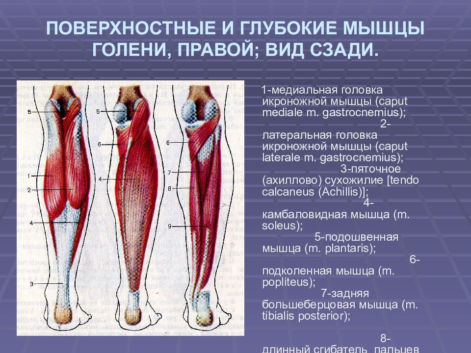 Икроножная мышца какая ткань. Мышцы голени правой вид спереди и сбоку. Задняя группа мышц голени анатомия. Медиальная головка икроножной мышцы. Икроножная мышца анатомия.