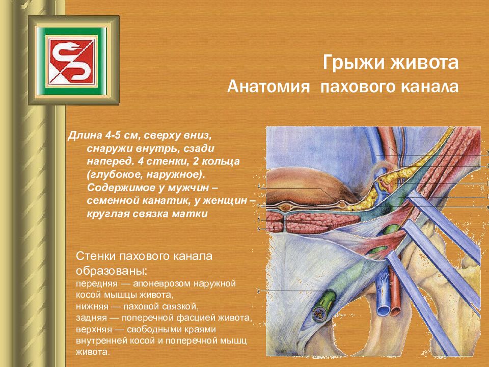 Бедренные грыжи топографическая анатомия презентация