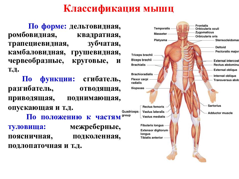 Функция каждой мышцы. Мышцы классификация строение функции. Миология мышечная система мышцы туловища. Классификация скелетных мышц по форме. Классификация мышц по функциям анатомия.