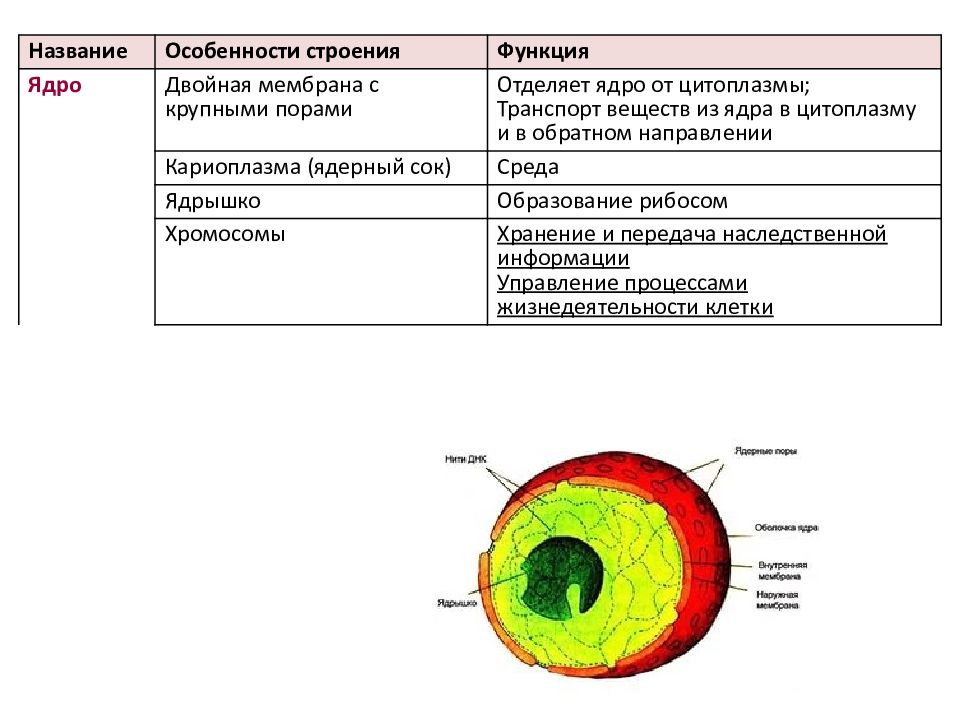 Ядро эукариотической клетки. Строение ядра в клетке эукариот. Функции ядра эукариотической клетки кратко. Ядро эукариотической клетки строение и функции. Строение ядра эукариотической клетки.