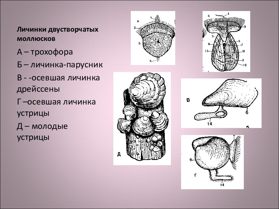 Личинки моллюсков. Трохофора моллюска. Личинка двустворчатого моллюска. Трохофорная личинка моллюсков. Трохофора и парусник.