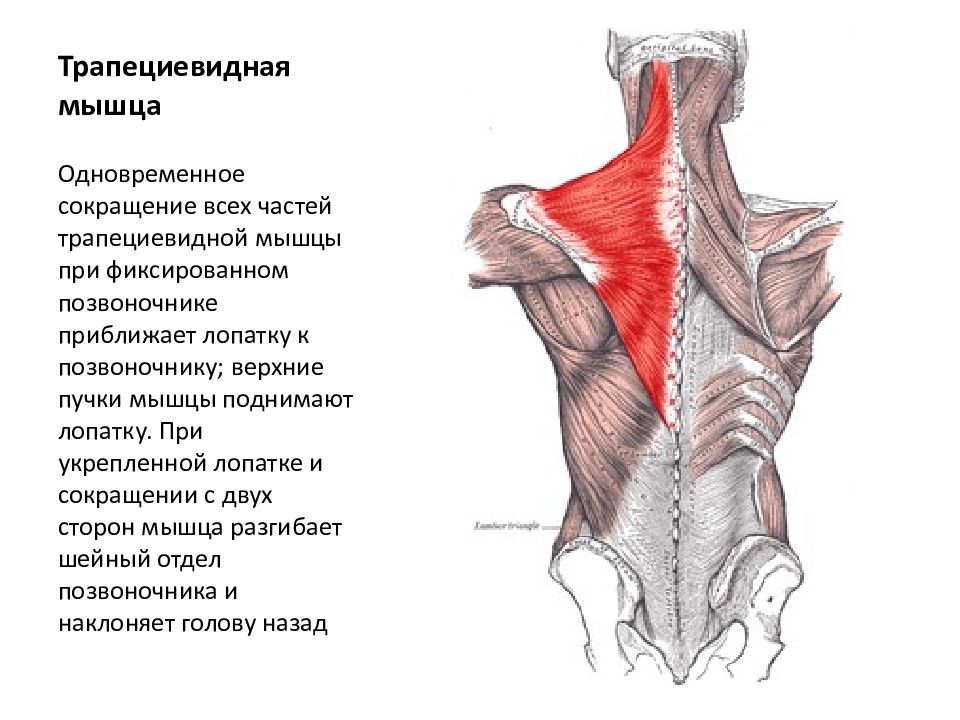 Трапециевидная мышца картинка