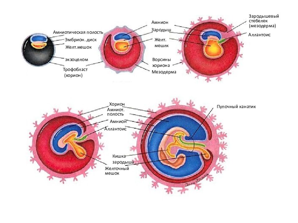 Зародыш схема гистология