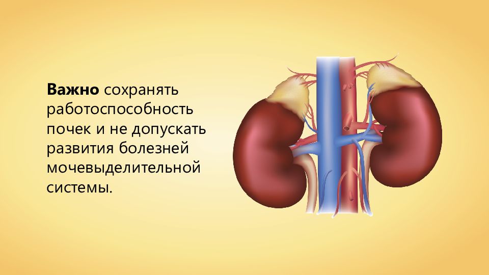 Заболевания органов мочевыделения презентация 8 класс пасечник