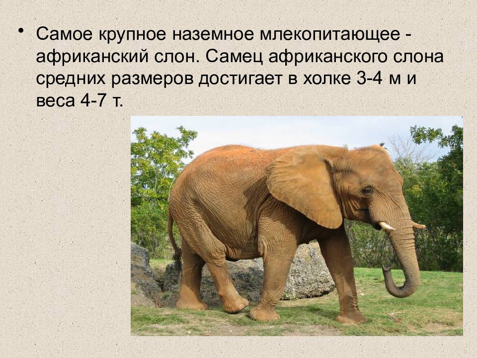 Африканский слон рассказ. Самое крупное наземное млекопитающее. Самое большое сухопутное млекопитающее в истории. Наземный вид млекопитающих. Слон самец.
