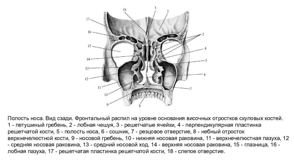 Анатомия носа презентация