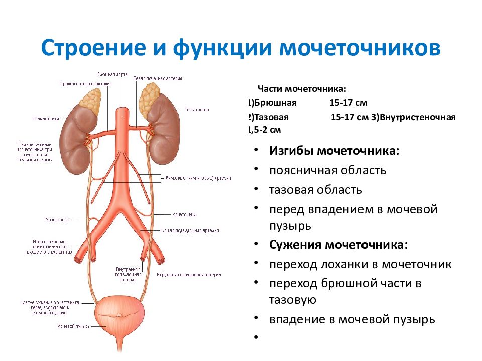 Ход мочеточника в малом тазу у женщин схема