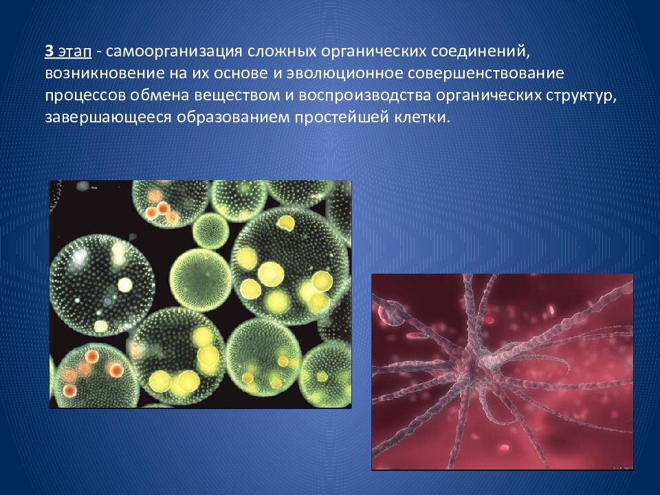 Самоорганизация в живой и неживой природе презентация