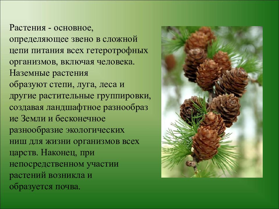 Основная растительность. Современное состояние и охрана растительности. Состояние растения. В листьях хвойных растений вырабатываются. Растения первичный источник всего.