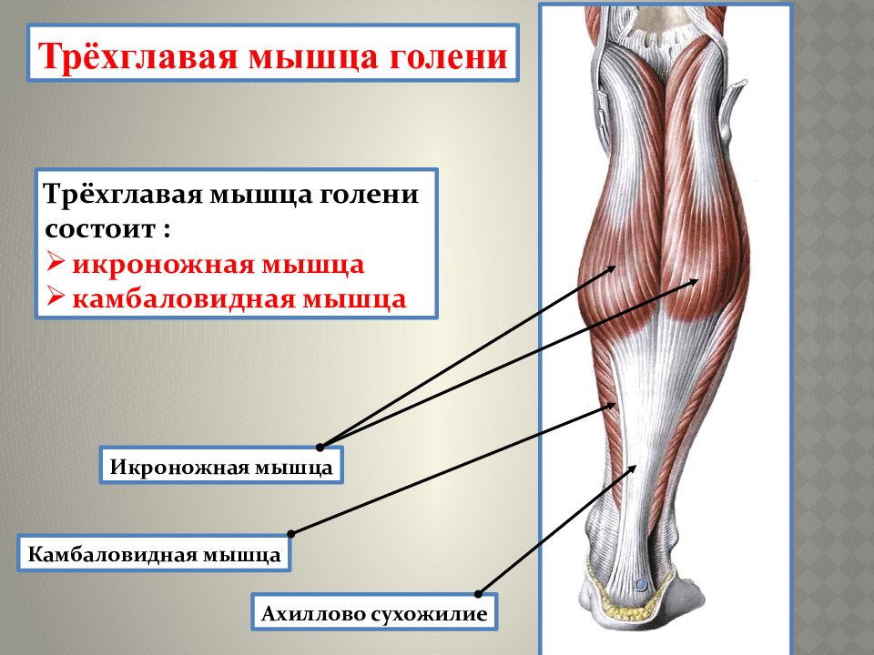 Мышцы голени презентация