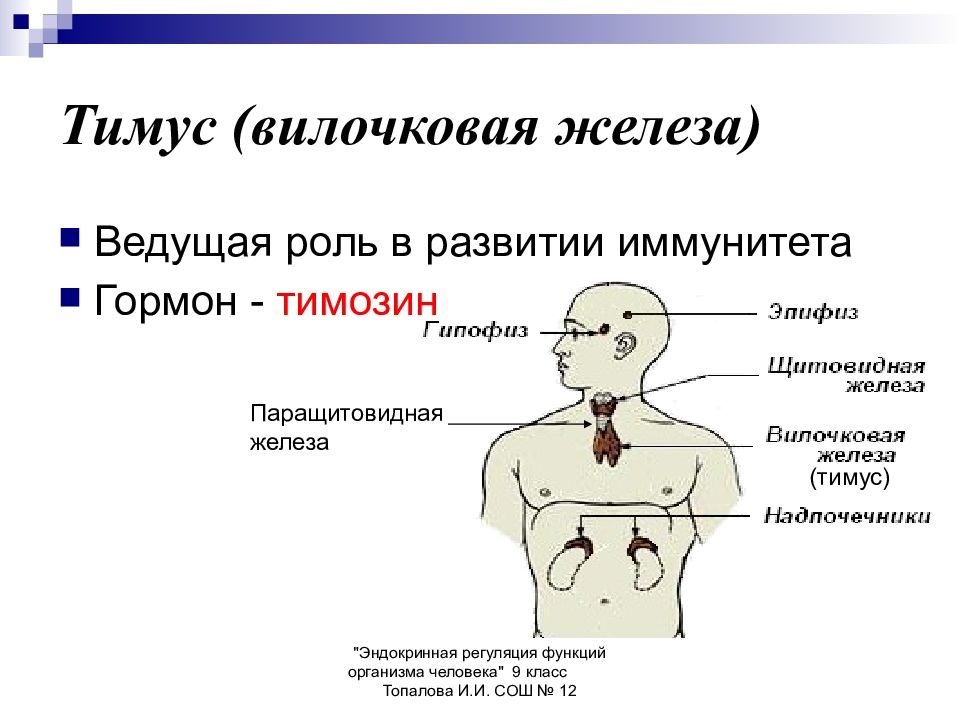 Вилочковая железа физиология презентация