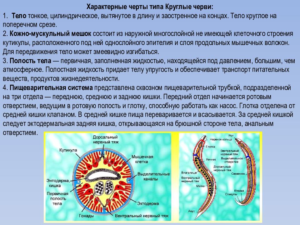 Наличие полости тела плоских червей